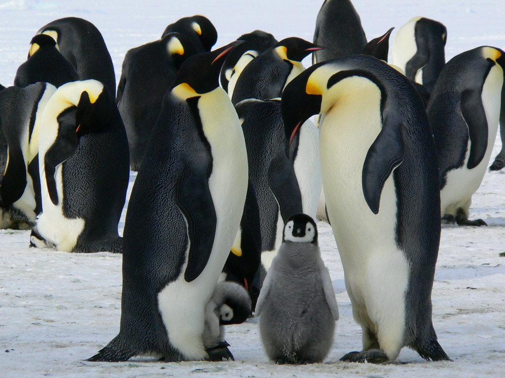 Penguins in Antarctic