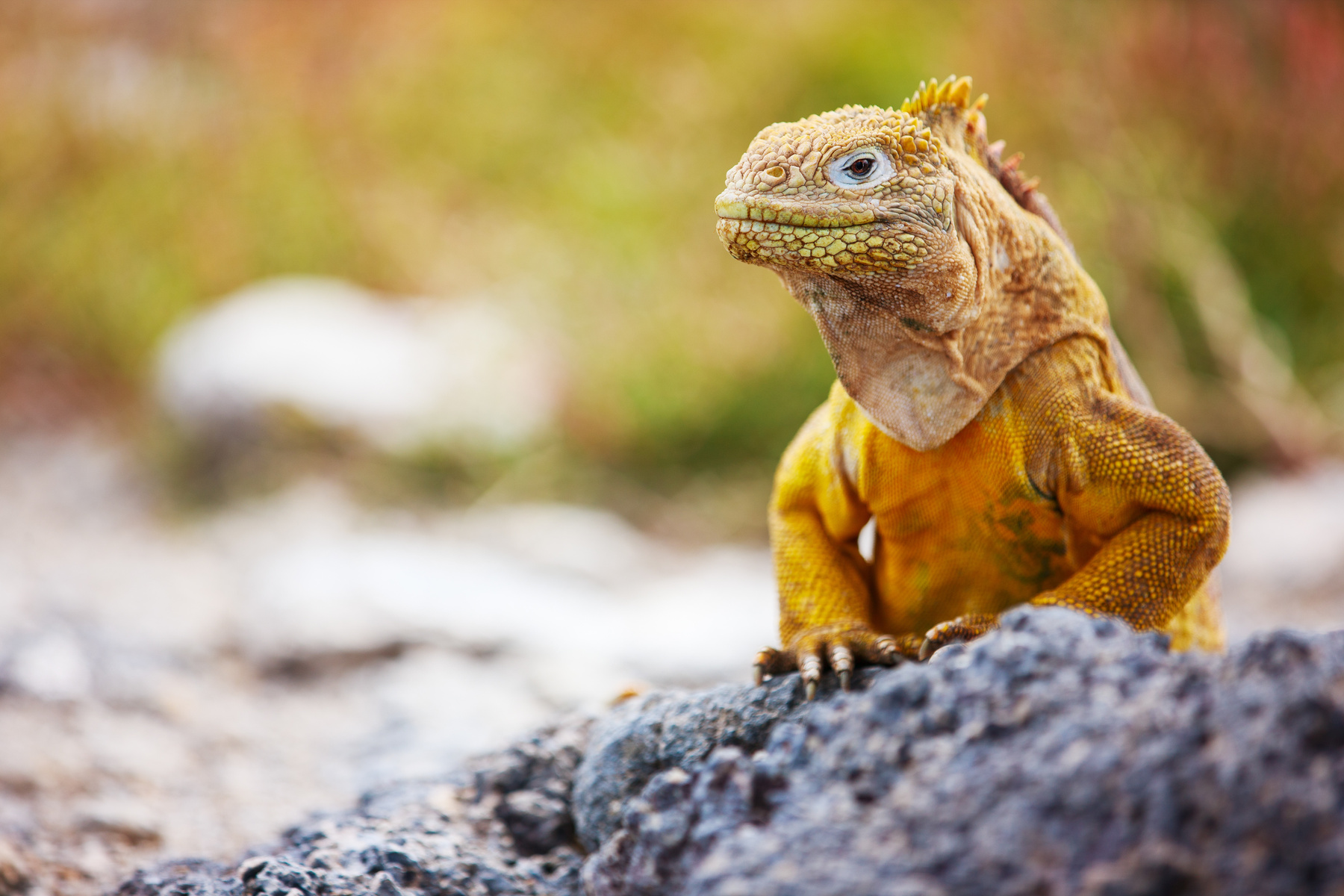 Land Iguana