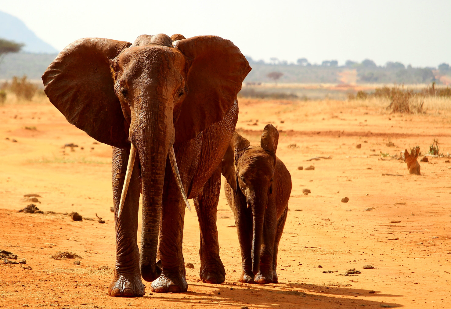 Elephants on the Desert