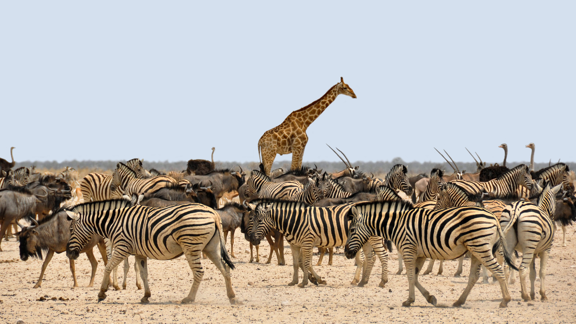 Animals in Africa